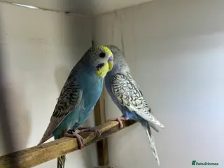 Budgerigars birds Beautiful rainbow budgies 🌈 - Advert 4