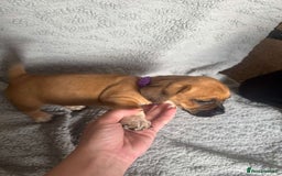 Puggle dogs for sale:  Puggle’s For Sale 🐶  - Image 7