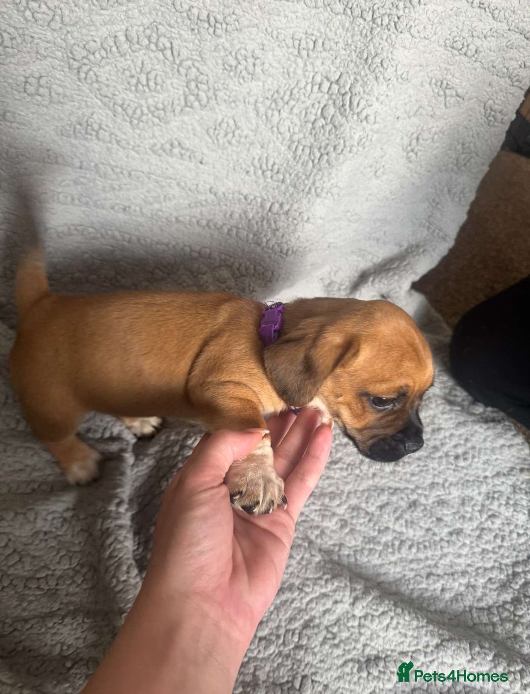 Puggle dogs for sale:  Puggle’s For Sale 🐶  - Image 7