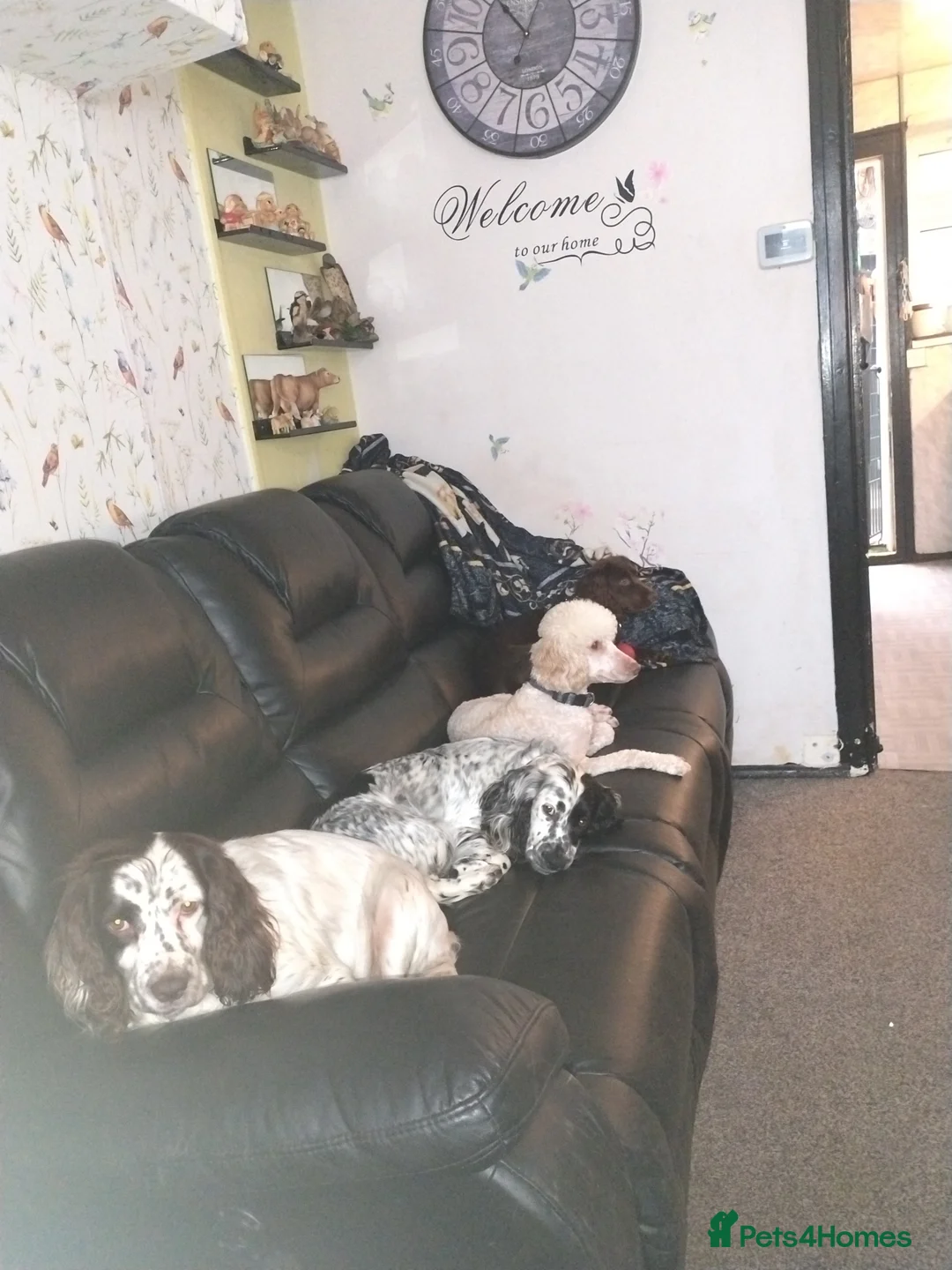 Poodle dogs for stud: Poodle miniature - Advert 4