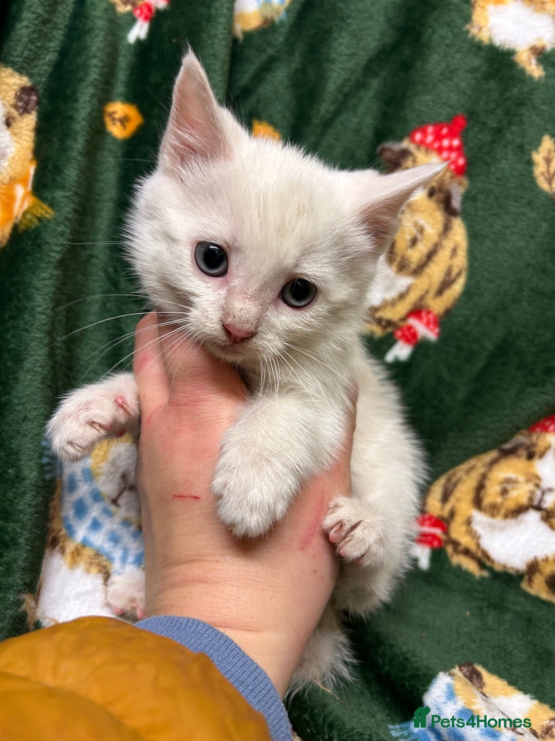 Mixed Breed cats for sale: Beautiful Healthy Kittens Ready now  - Advert 5