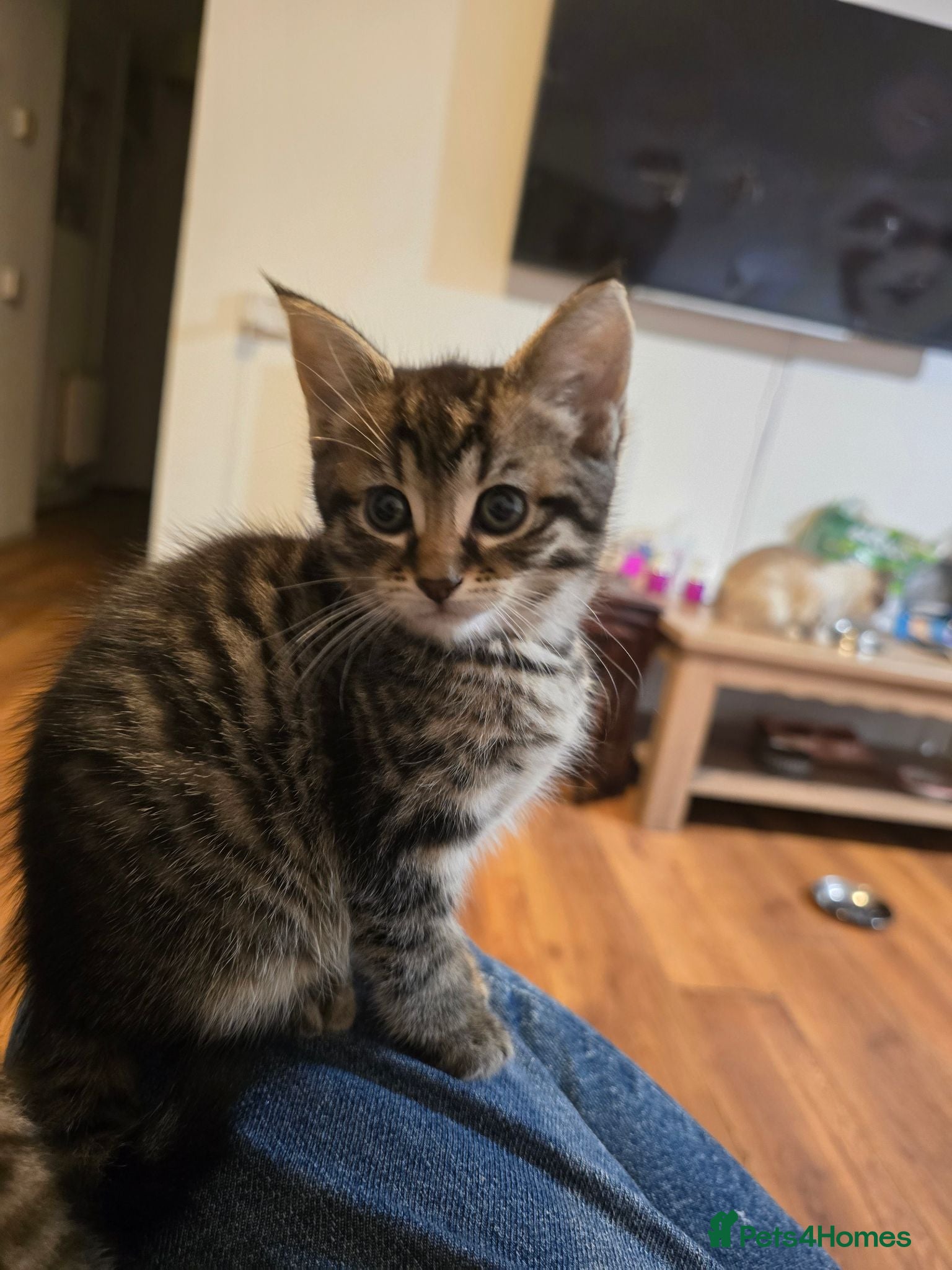 Mixed Breed cats Beautiful Mixed Ragdoll & Tabby Kittens for Sale - Advert 16