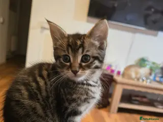 Mixed Breed cats Beautiful Mixed Ragdoll & Tabby Kittens for Sale - Advert 16