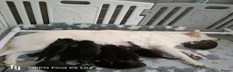 German Shepherd dogs for sale: German shepherd puppies long hair… - Advert 13