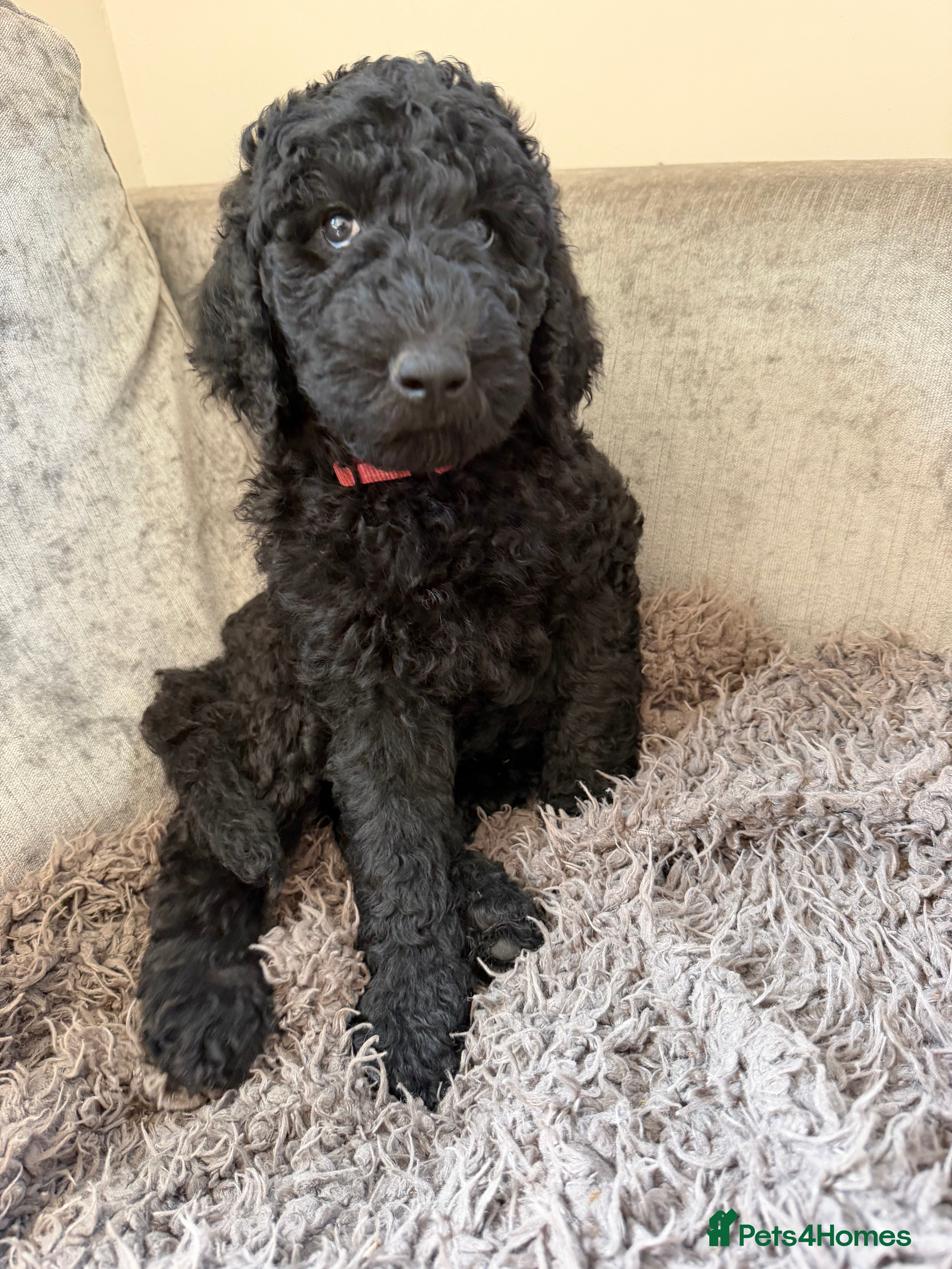 Labradoodle dogs Labradoodle Standard Puppies - Advert 2