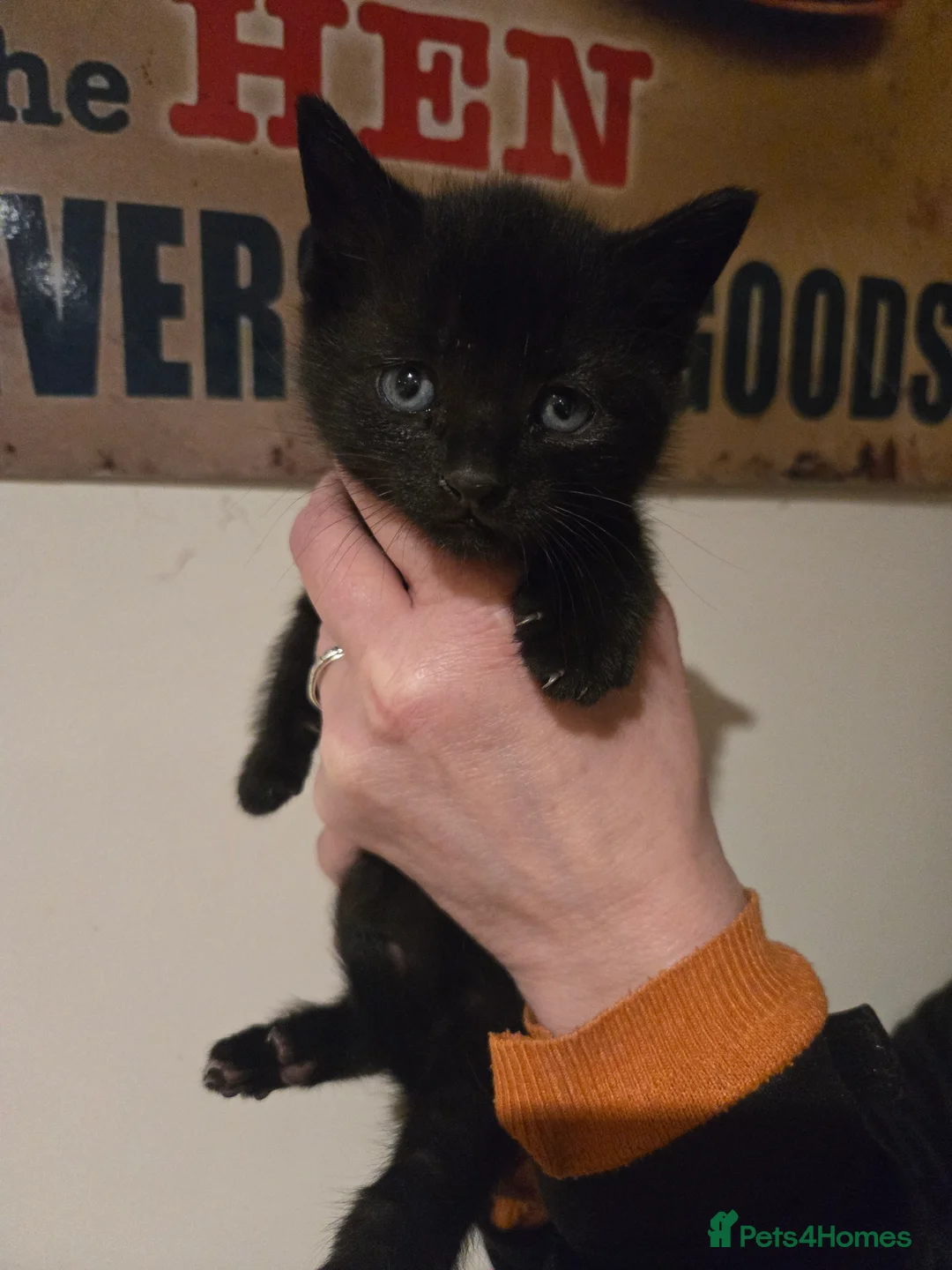 Mixed Breed cats for sale: Gorgeous black kittens house reared. - Advert 18