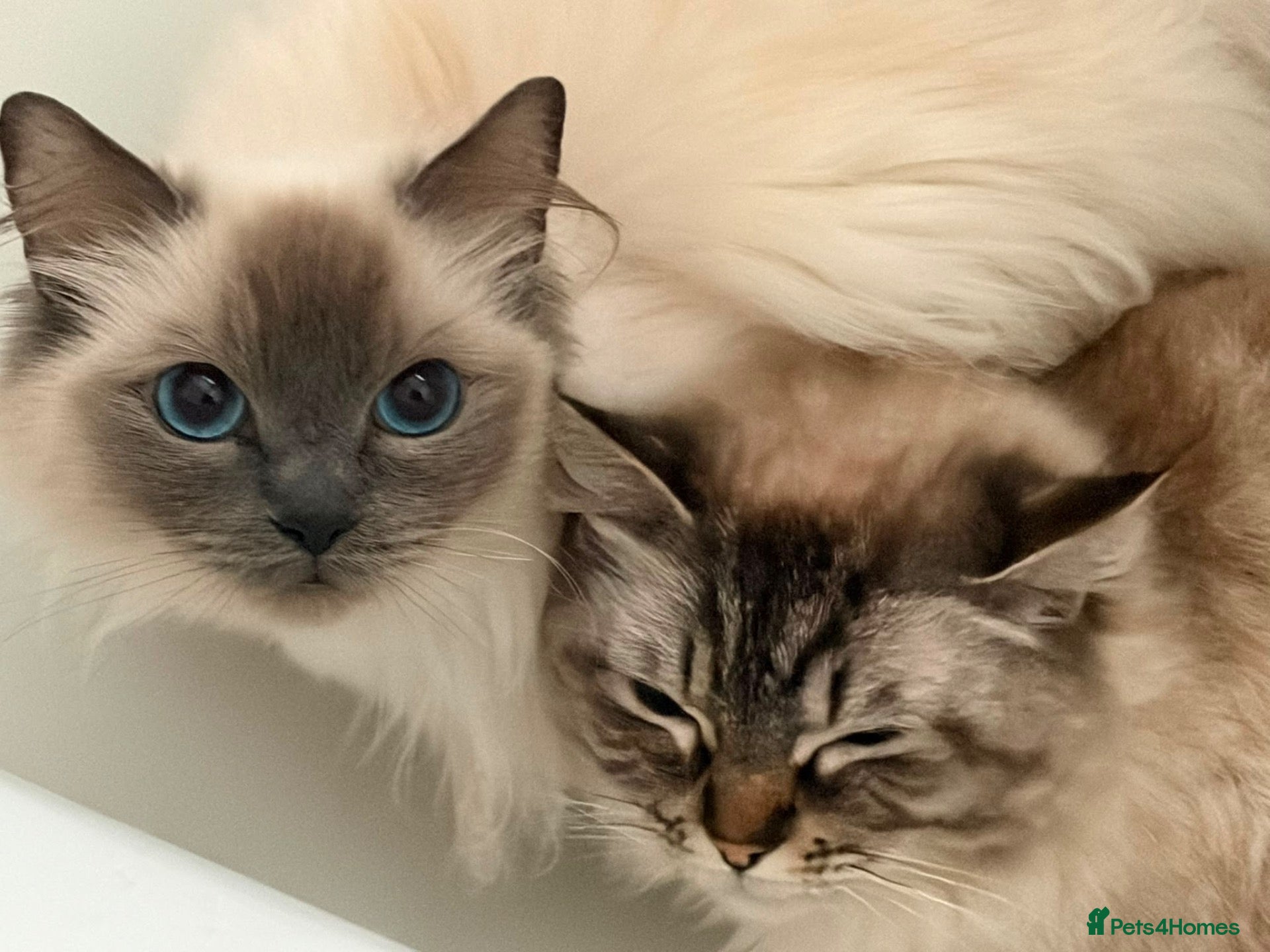 Ragdoll cats GCCF & TICA Pedigree Active Ragdoll Queens - Advert 1