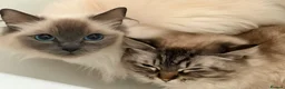 Ragdoll cats for sale: GCCF & TICA Pedigree Active Ragdoll Queens - Advert 1