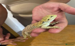 Bearded Dragon reptiles for sale: Bearded dragons  - Image 12