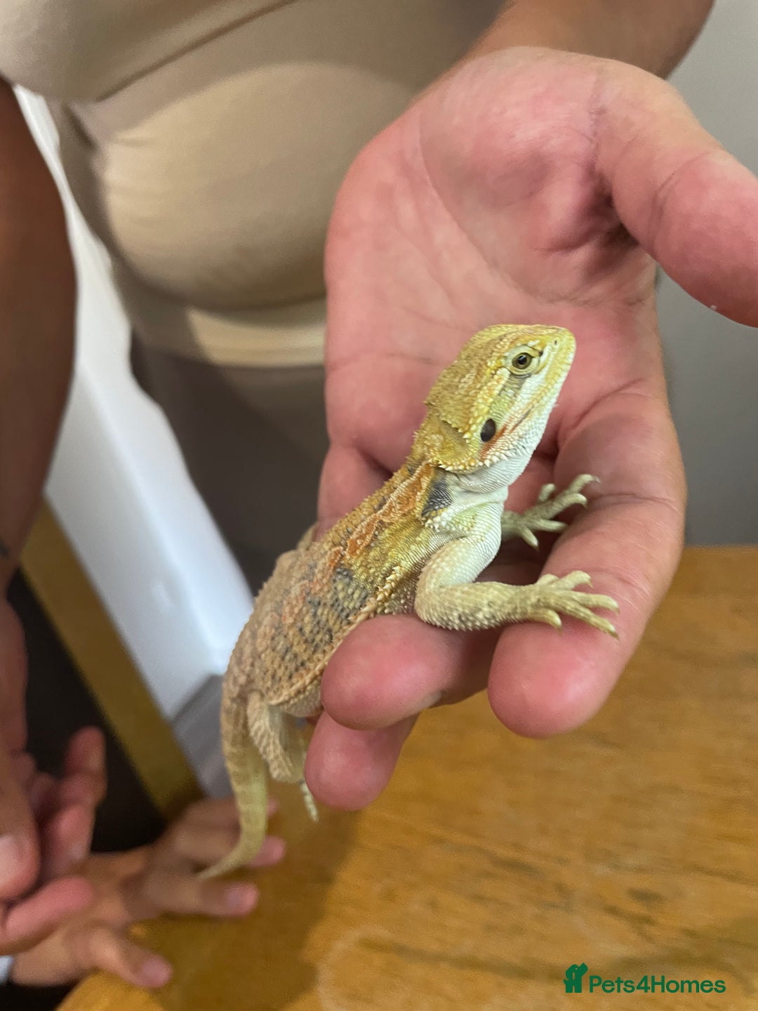 Bearded Dragon reptiles for sale: Bearded dragons  - Image 12