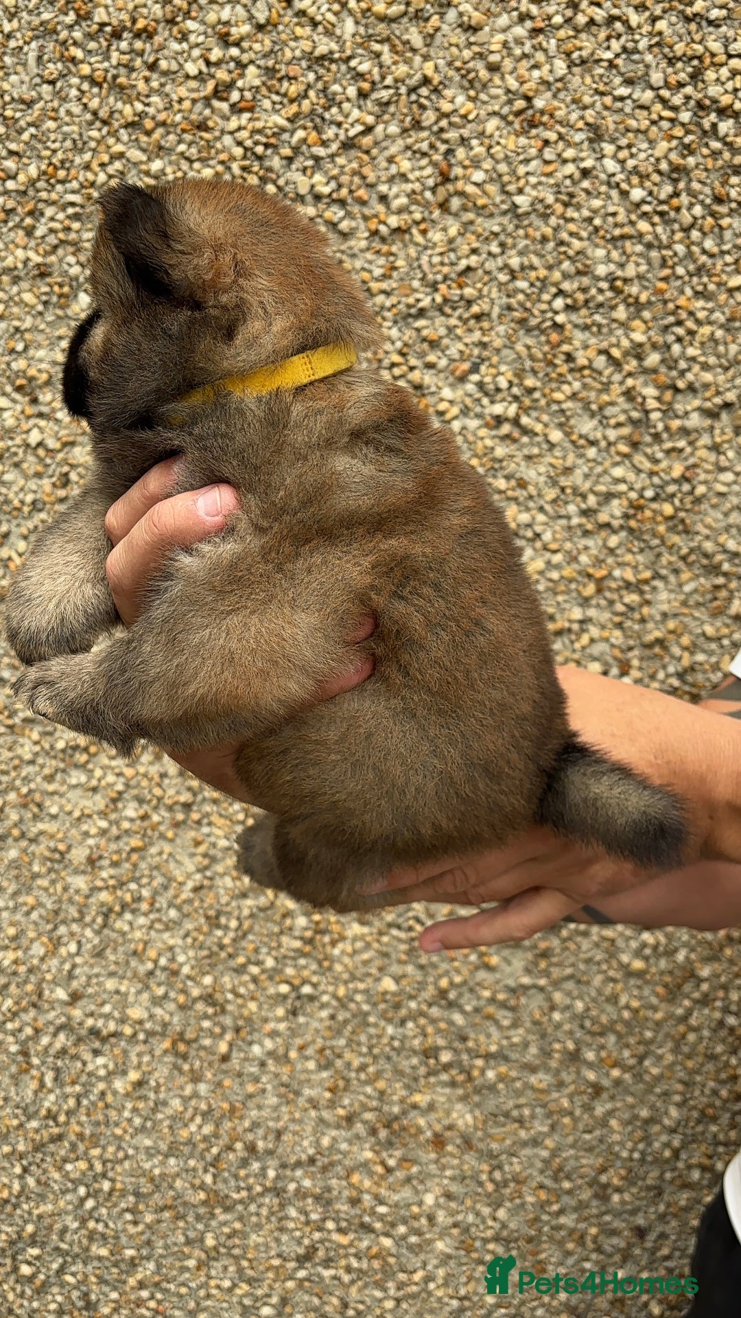 Chow Chow dogs for sale: 🐾Adorable Pedigree Chow Chow Puppies paw - Image 36
