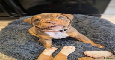 Olde English Bulldogge dogs - Advert 2