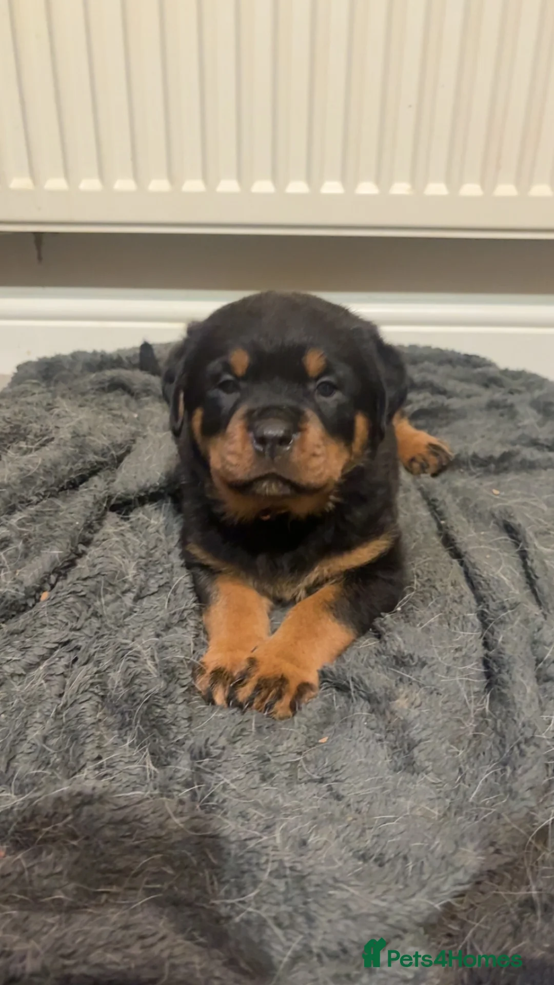 Rottweiler dogs for sale: 3 chunky KC registered girls for sale - Advert 18