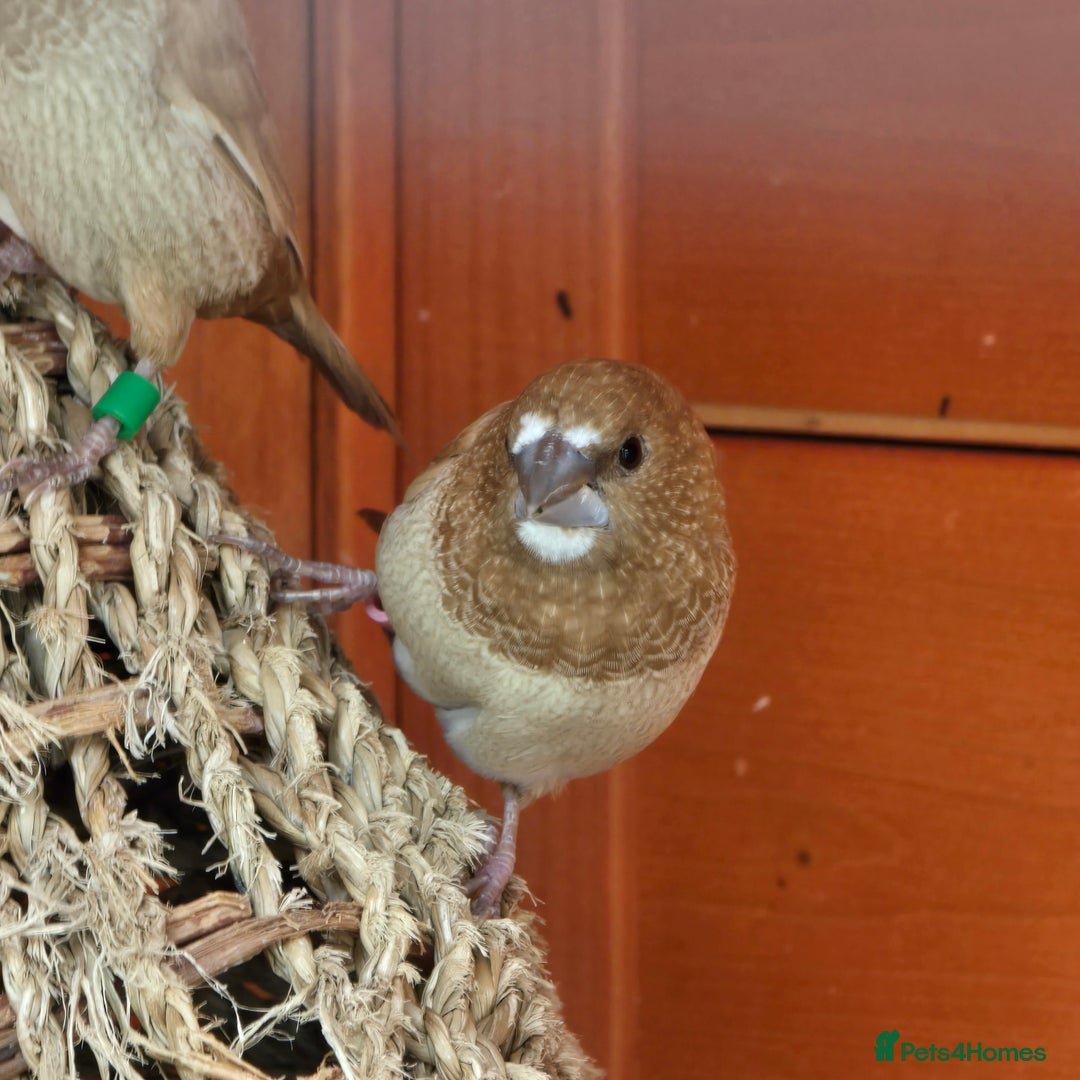 Mixed Breed birds for sale: BIRD AVIARY INCLUDING ALL BIRDS  - Image 7