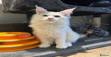 Maine Coon cats - Advert 1