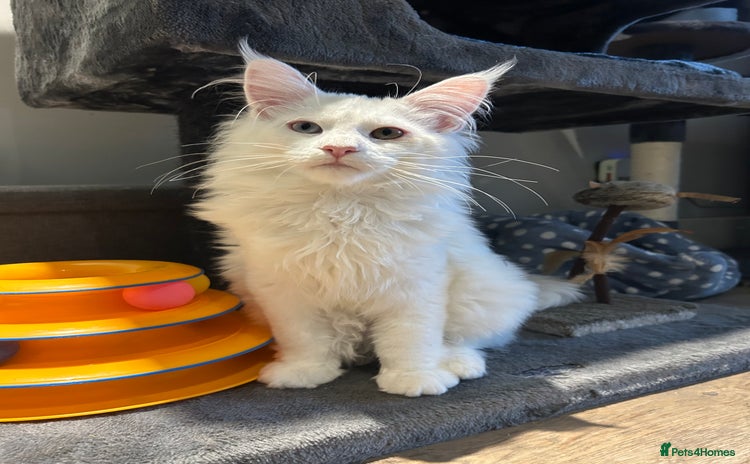 Maine Coon cats - Advert 16