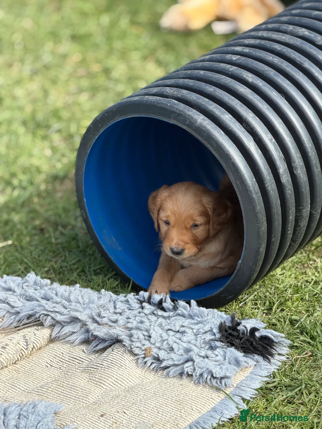 Golden Retriever dogs for sale: One male available  - Advert 2