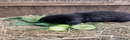 Mini Lop rabbits for sale: Beautiful mini lop babies  - Advert 12