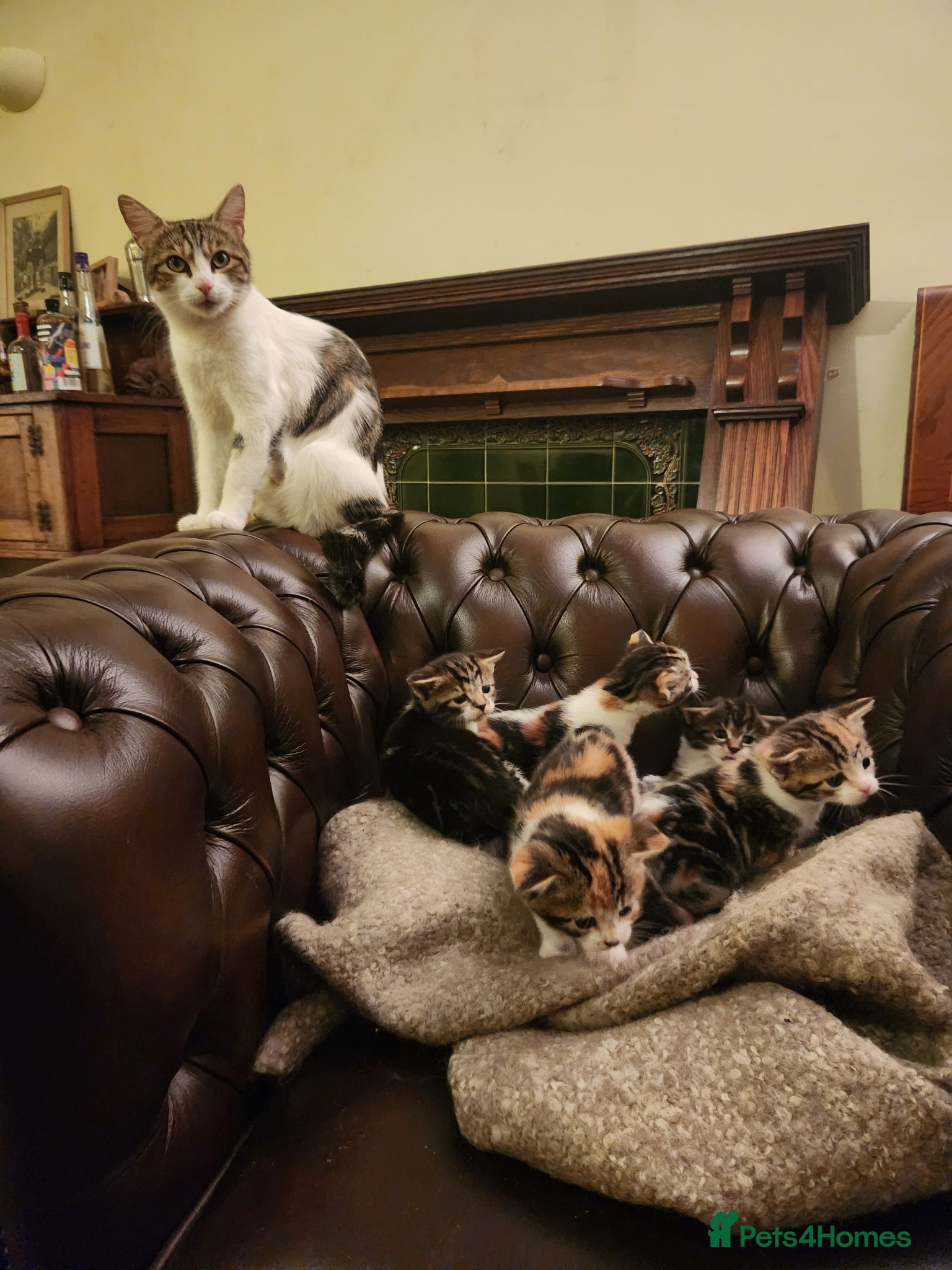 Mixed Breed cats Maine Coon / Norwegian Forest /  British Shorth X - Advert 12