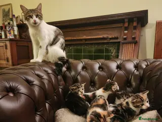 Mixed Breed cats Maine Coon / Norwegian Forest / British Shorth X - Advert 1