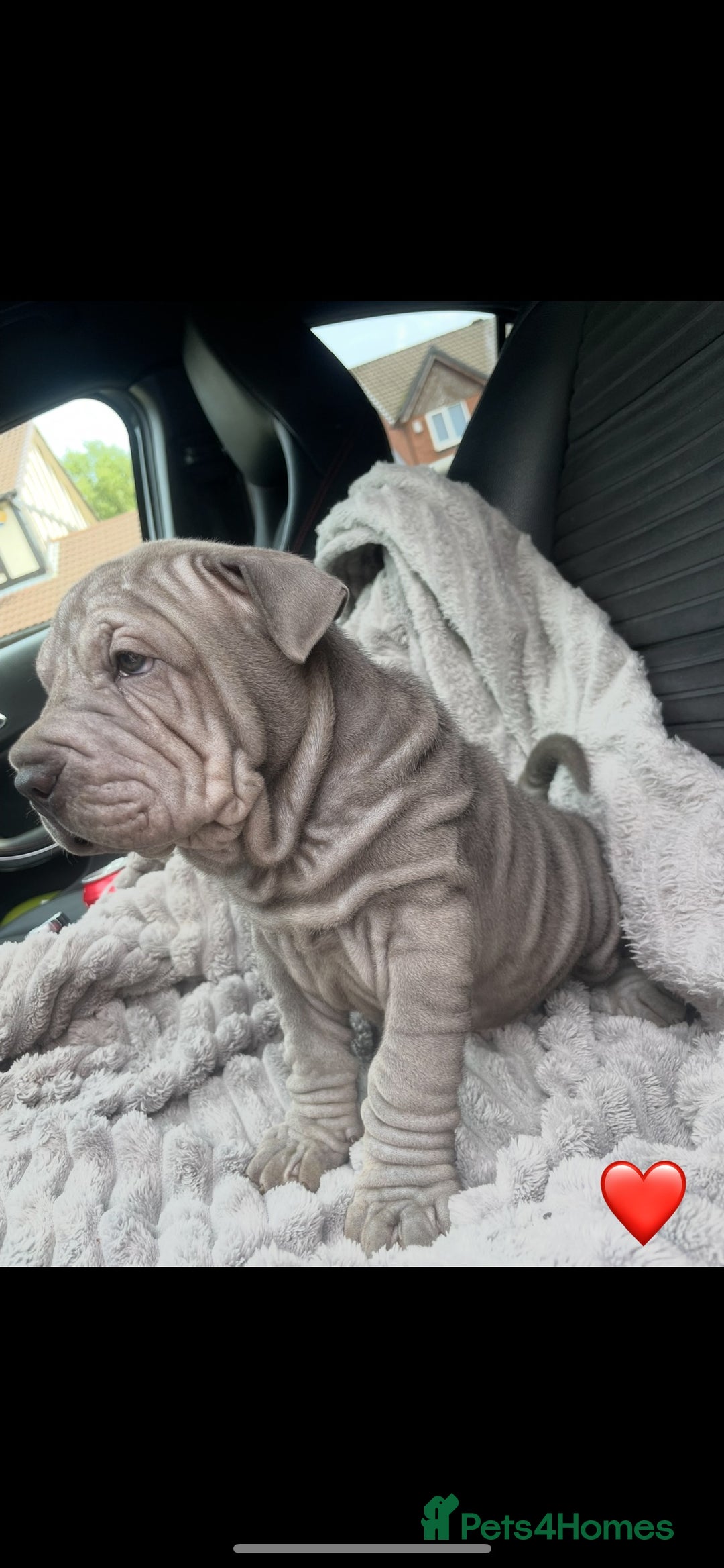 Shar Pei dogs for sale: Shar Pei Puppies  - Image 7
