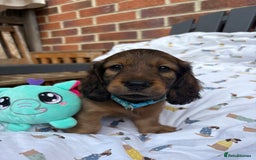 Miniature Dachshund dogs for sale: Amazing Champ Bloodlines Mini Dachshunds ✨ - Image 11