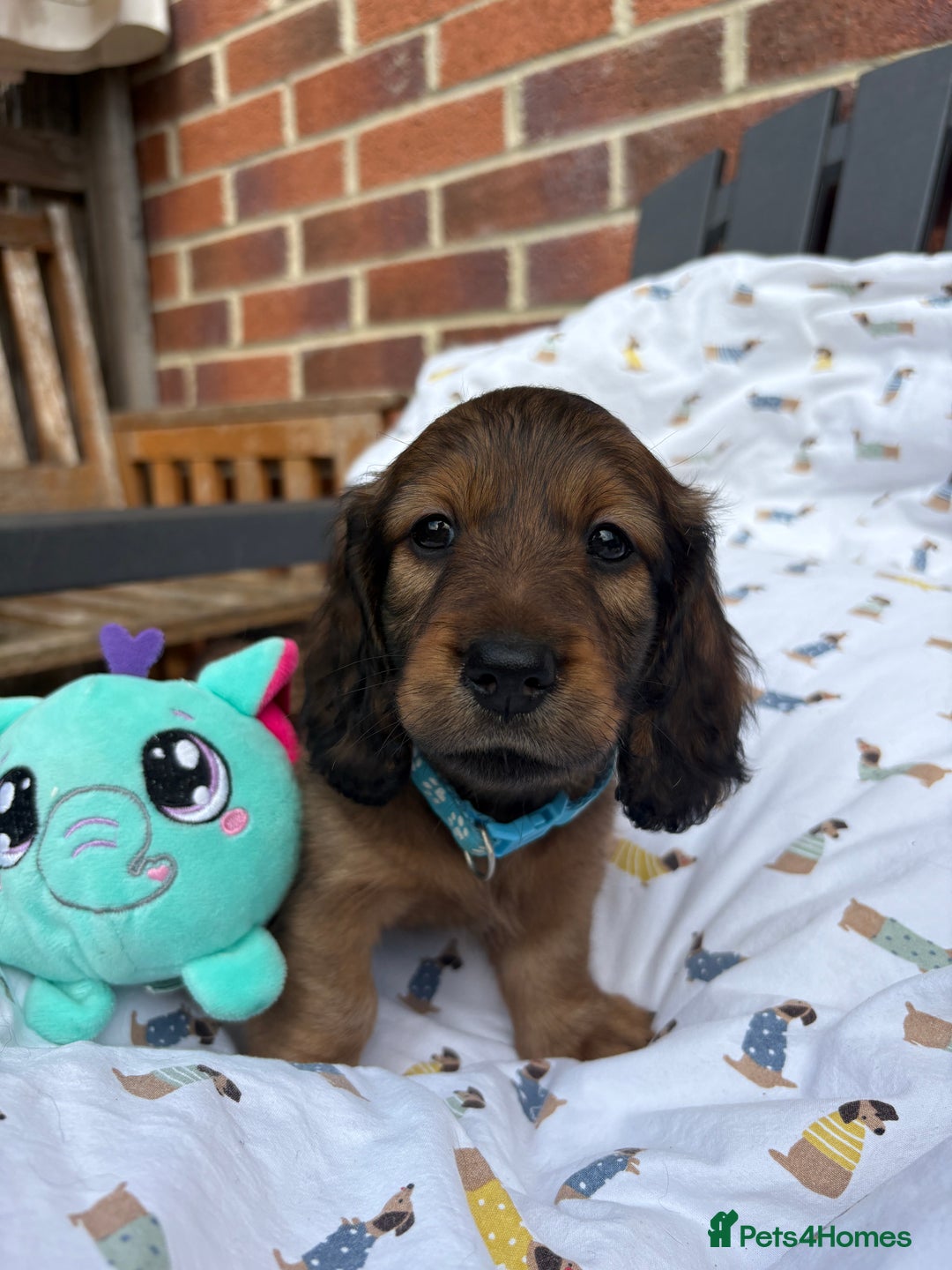Miniature Dachshund dogs for sale: Amazing Champ Bloodlines Mini Dachshunds ✨ - Image 11