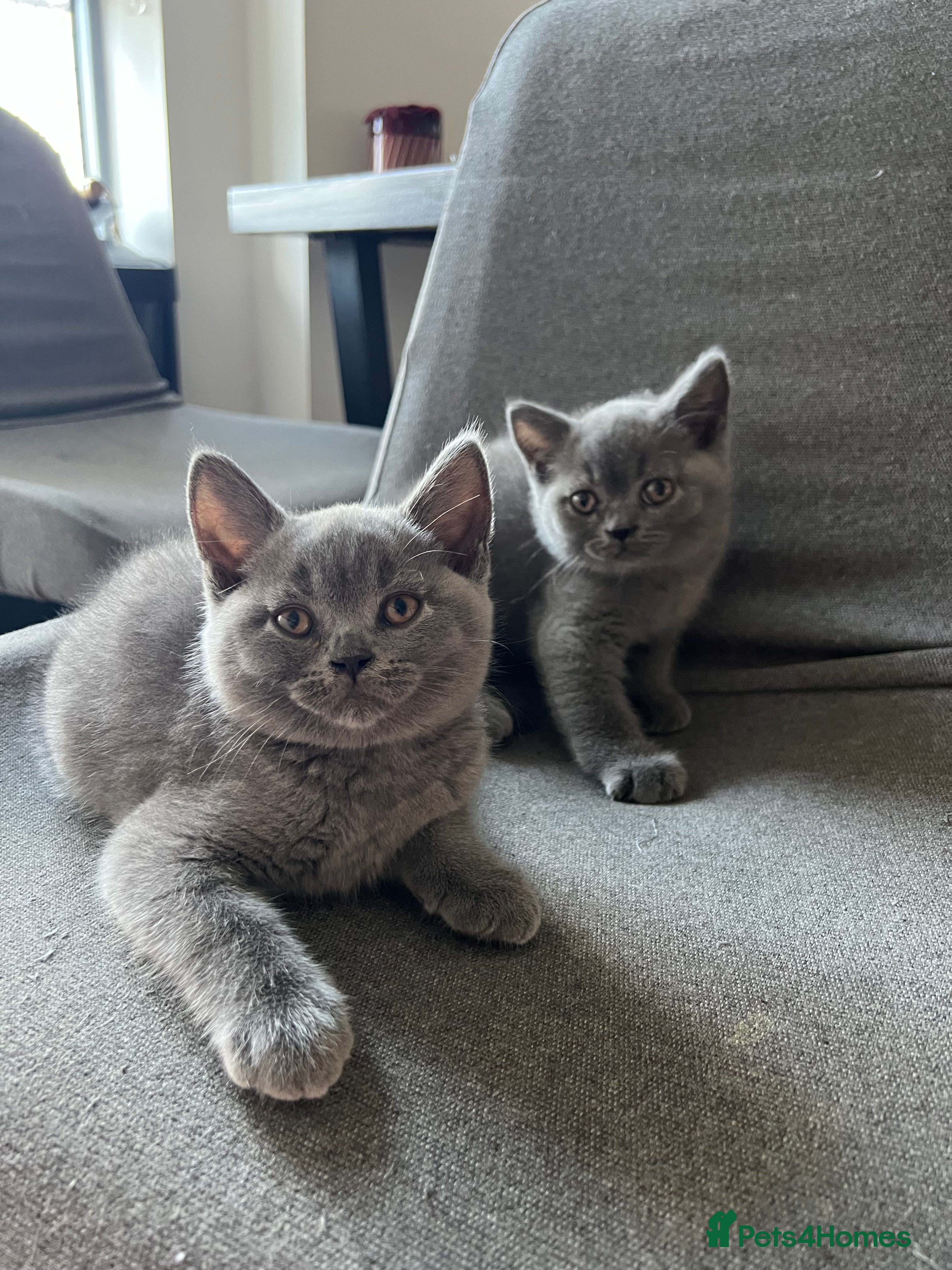 British Shorthair cats Beautiful British Shorthair Kittens - Advert 3