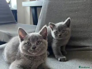 British Shorthair cats Beautiful British Shorthair Kittens - Advert 3