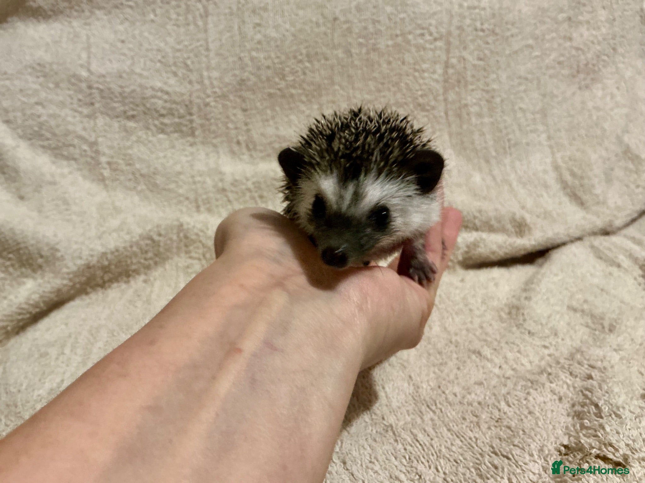 Pygmy Hedgehog rodents African Pygmy Hedgehog hoglets  - Advert 2