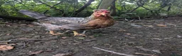 Chickens poultry for sale: Cream legbar hens - Advert 4