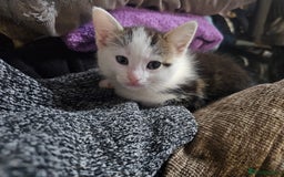 Mixed Breed cats for sale: My sweet pick n mix babies - Image 11