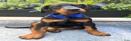 Dobermann dogs for sale: *KC REGISTERED* HEALTH TESTED DOBERMAN PUPPIES - Advert 20
