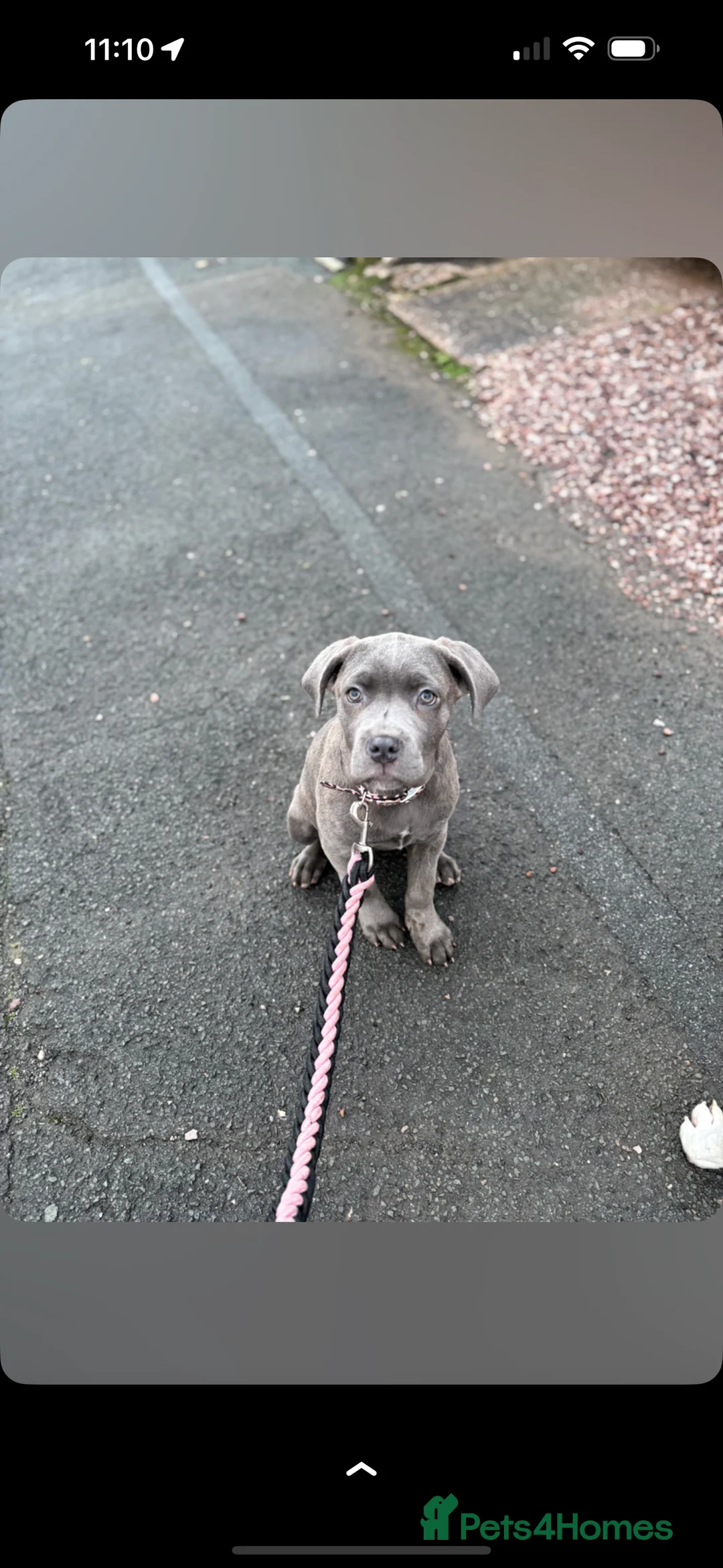 Cane Corso dogs for sale: 5 month old canecorso  - Advert 2