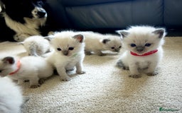 Ragdoll cats for sale: Gorgeous blue point ragdoll kittens (1F & 2M left) - Image 7
