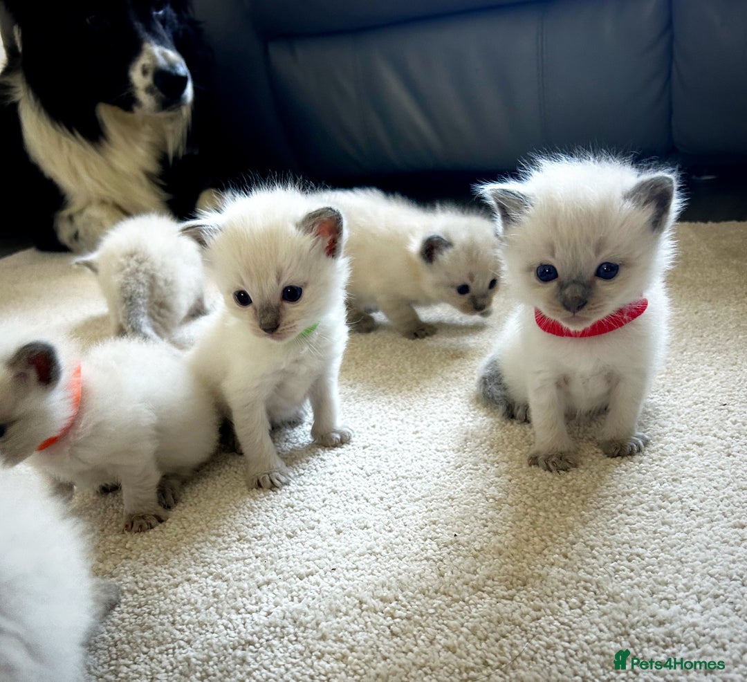 Ragdoll cats for sale: Gorgeous blue point ragdoll kittens (1F & 2M left) - Image 7