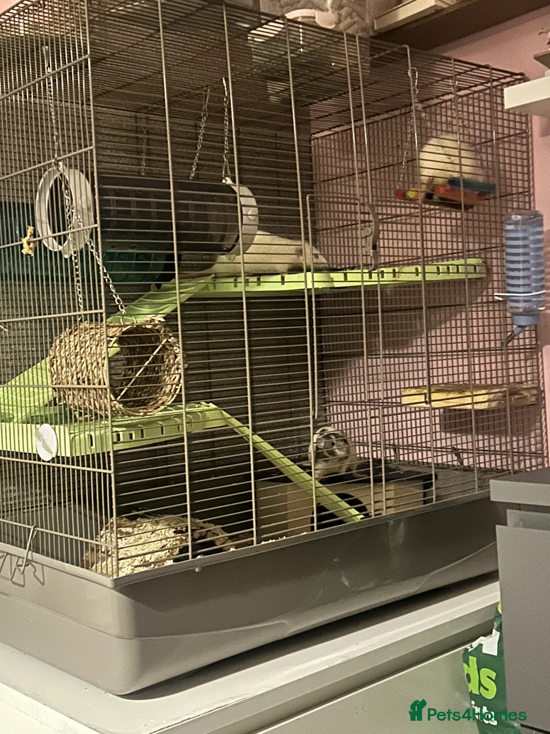 Rat rodents for sale: Male Dumbo Rats - Advert 8