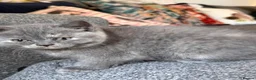 British Shorthair cats for sale: British shorthair kittens for sale  - Advert 10