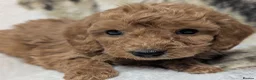 Toy Poodle dogs for sale: Stunning DNA Clear Toy Mini Poodle Puppies  - Advert 15