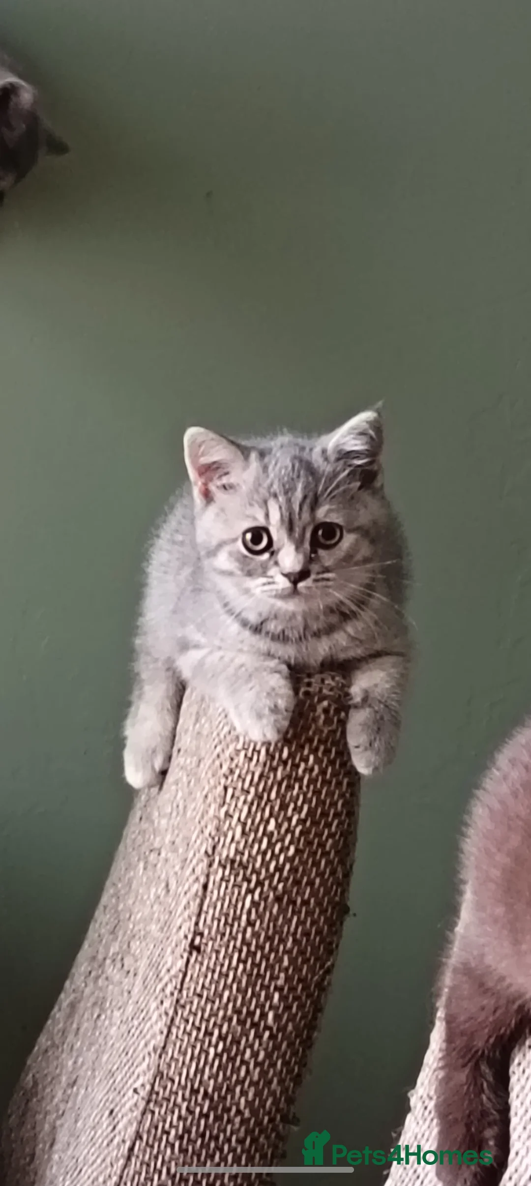 British Shorthair cats for sale: *Beautiful GCCF Registered Female* - Advert 8