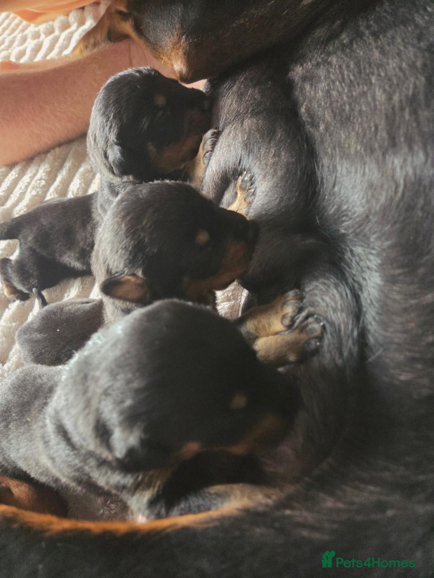 Dobermann dogs 🐾 Dobermann x Rottweiler puppies 🐾 - Advert 7