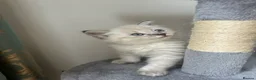 Siberian cats for sale: Save and check for next litter.  Siberian - Advert 25
