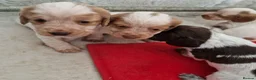 Cocker Spaniel dogs for sale: Kc registered working cockers  - Advert 12