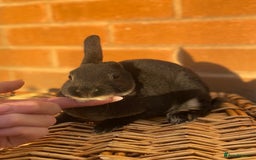 Rex rabbits for sale: Female & male otter/BEW mini rex rabbits  - Image 9