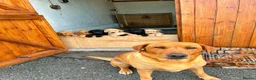 Labrador Retriever dogs for sale: Puppies  - Advert 2