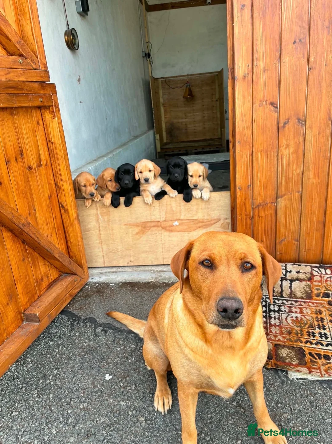 Labrador Retriever dogs for sale: Puppies  - Advert 2