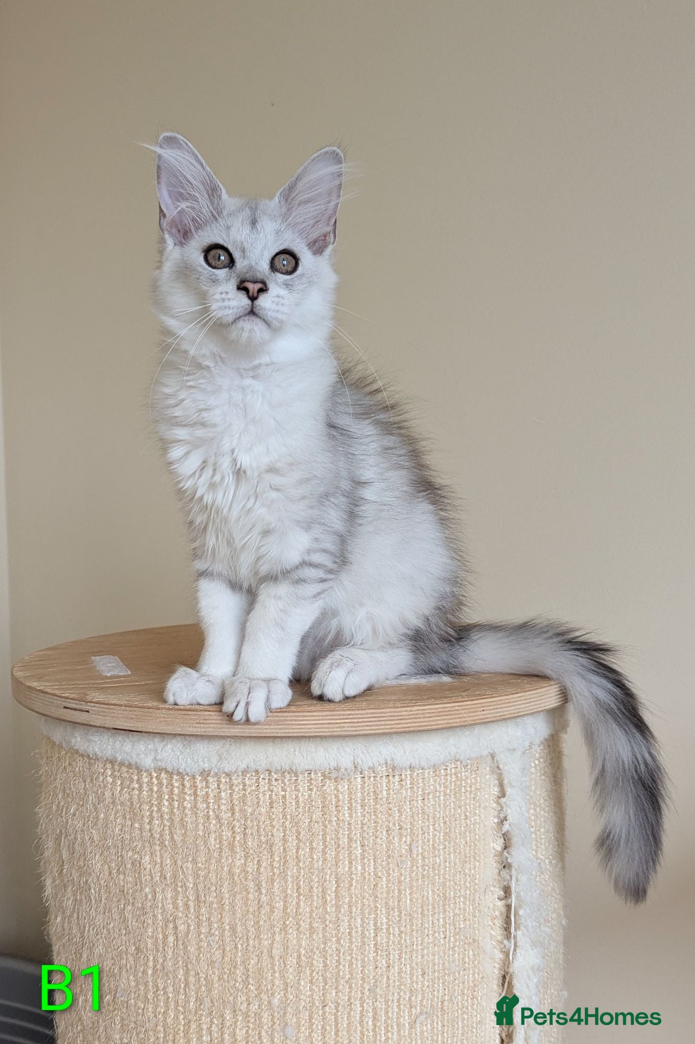 Maine Coon cats Shaded Maine Coon Kittens  - Advert 2