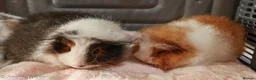 Guinea Pig rodents for sale: Swiss Boars - Advert 2
