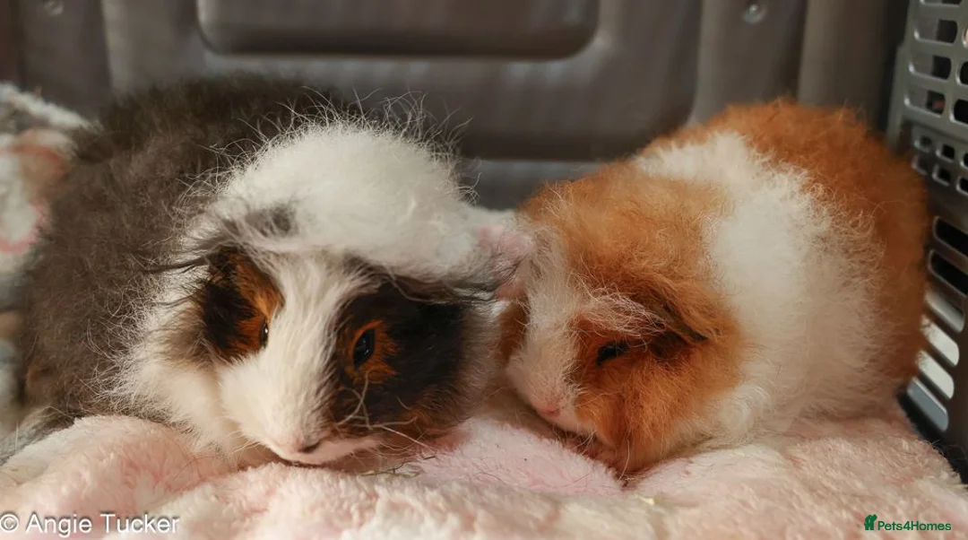 Guinea Pig rodents for sale: Swiss Boars - Advert 2