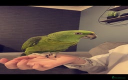 Parrots birds for sale: Yelow nape amazon - Image 10